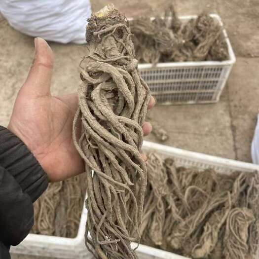 会东县当归 云当归 日本当归 药材当归 药当归 干当归，全国包邮