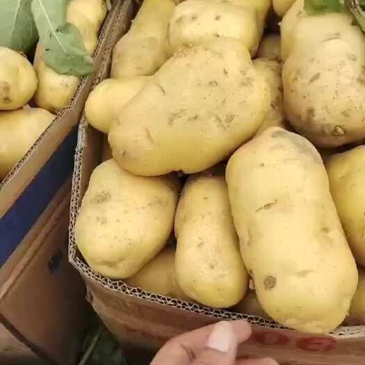 通许县土豆 河南许通发货 土豆个头大品种可靠