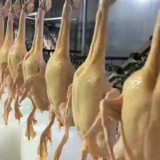 佛山白条鸭，另有番鸭。量大咨询下单