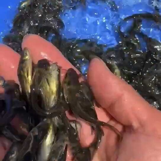 南宁黄骨鱼苗
