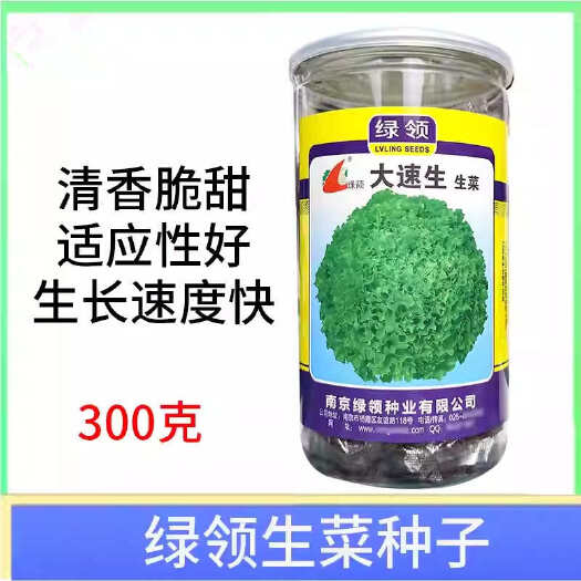菏泽大速生菜种子 叶色翠绿 清香脆甜无苦味 生长速度快