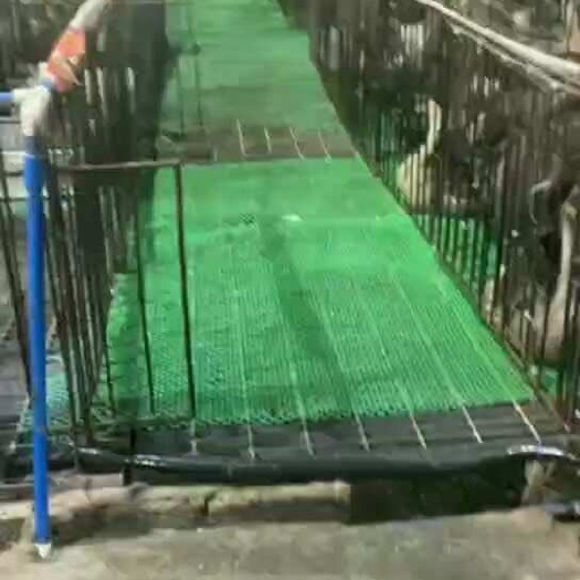 佛山广东清远黑棕鹅