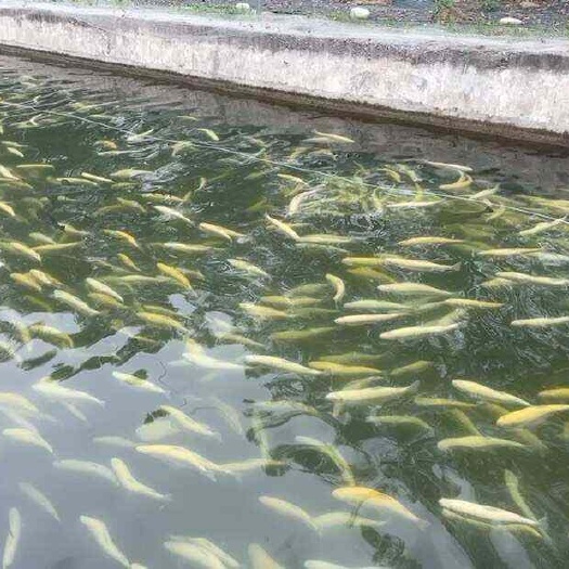 新鲜鲑鱼虹鳟鱼，大量上市产地直发，规格齐全欢迎选购