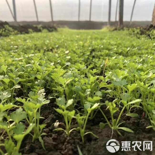 铁杆小香芹种子 实心叶柄绿白 植株高大 口感脆嫩