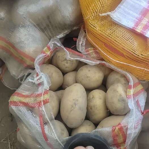定西甘肃定西黄心土豆