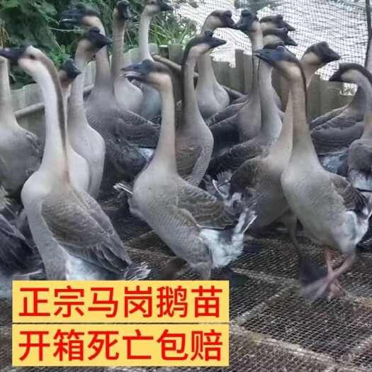 衡阳马岗鹅苗纯种马岗鹅防疫齐全厂家直销一手货源运输死亡包赔