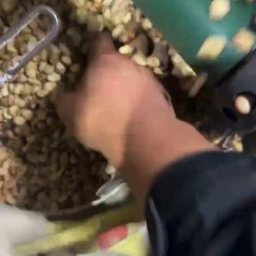 张家口色选料，适合做豆瓣酱，鱼食料