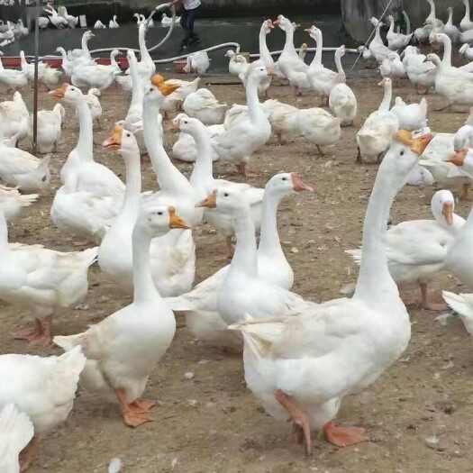 衡阳皖西鹅苗皖浦鹅苗大种白鹅苗新手好养殖货到满意付款