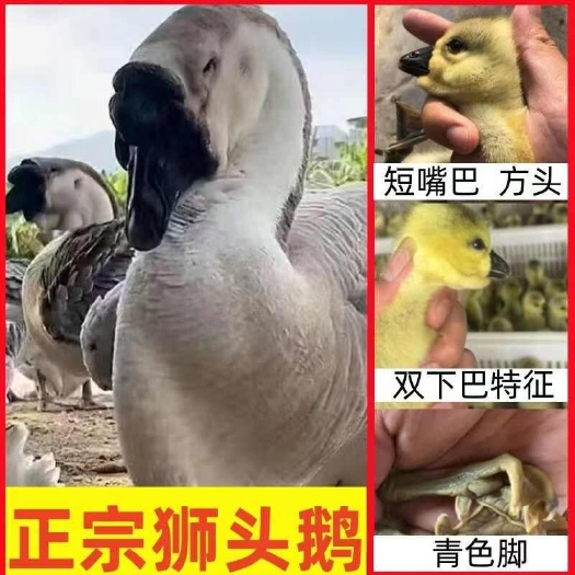 衡阳狮头鹅苗正宗汕头狮头鹅苗特大种狮头鹅苗出壳防疫齐全汕头狮头鹅