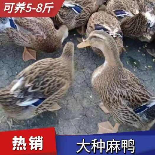 衡阳大种麻鸭苗麻鸭苗包打疫苗厂家直销质量保证一手货源