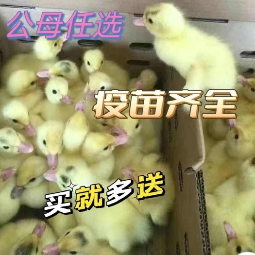 衡阳大种白番鸭苗，西洋鸭苗，防疫齐全，品质保证严选荣誉商家