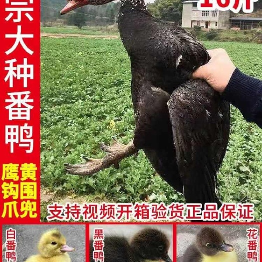 衡阳黑番鸭苗大种黑番鸭苗正宗洋鸭苗质量保证平台严选店