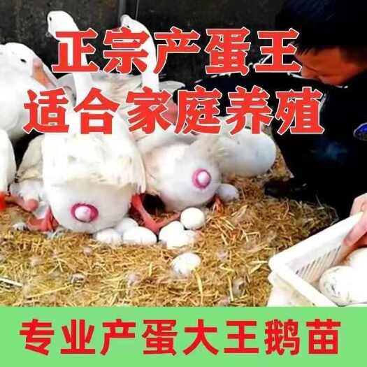 衡阳大种产蛋百子鹅专业产蛋鹅厂家直销防疫齐全