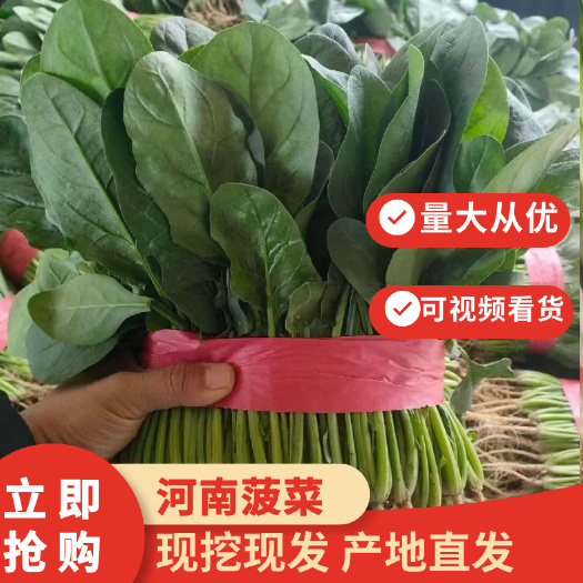 河南菠菜绿叶青菠菜产地现摘全国批发量大从优