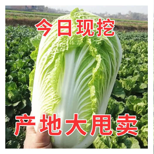 【现挖鲜发】德高大白菜-带保护叶锁鲜