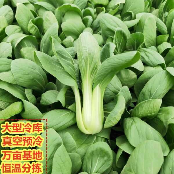 精品上海青小油菜青叶菜小白菜种植基地直发可预冷恒温分拣