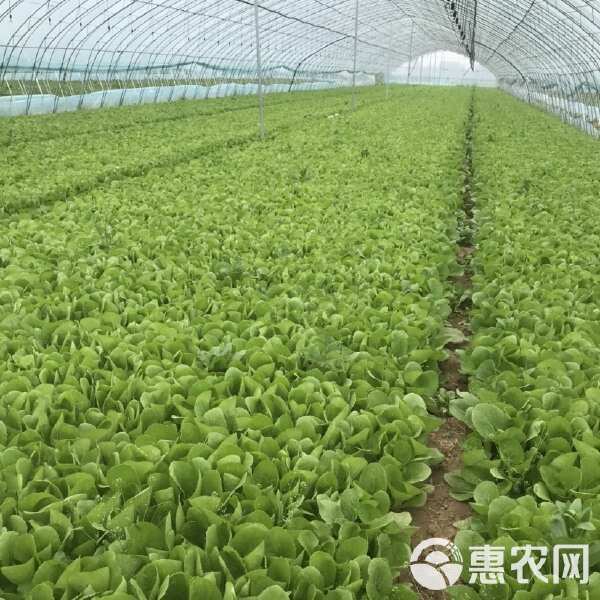 精品上海青小油菜青叶菜小白菜种植基地直发可预冷恒温分拣