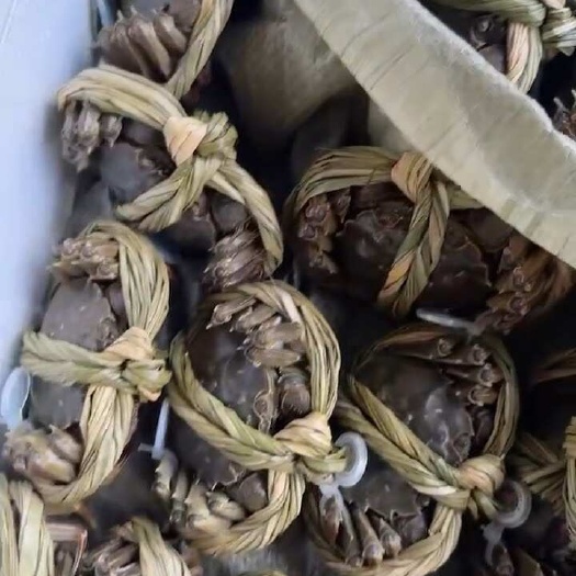 兴化市兴化精品挑膏大闸蟹