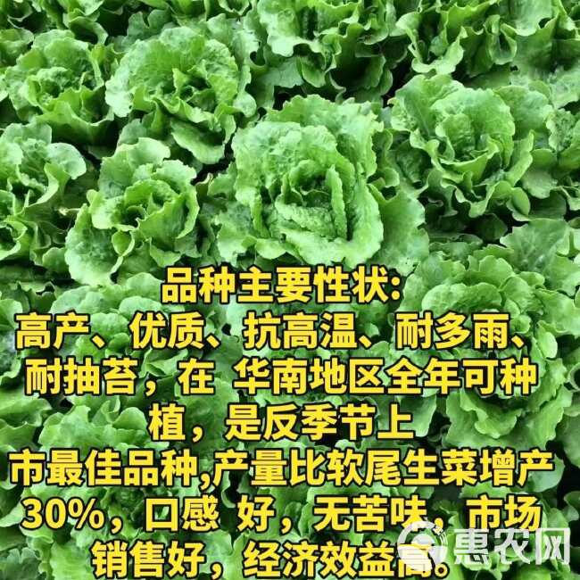 意大利全年耐抽苔生菜种子 耐热耐抽苔 爽脆味香