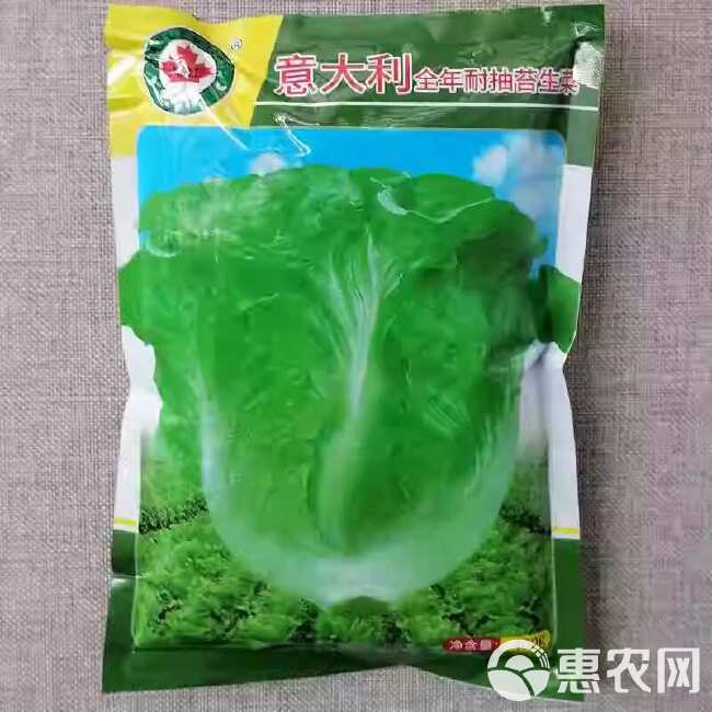 意大利全年耐抽苔生菜种子 耐热耐抽苔 爽脆味香