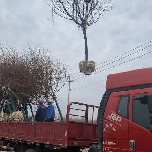 郯城县阳光樱—樱花新品种苗圃低价间苗处理