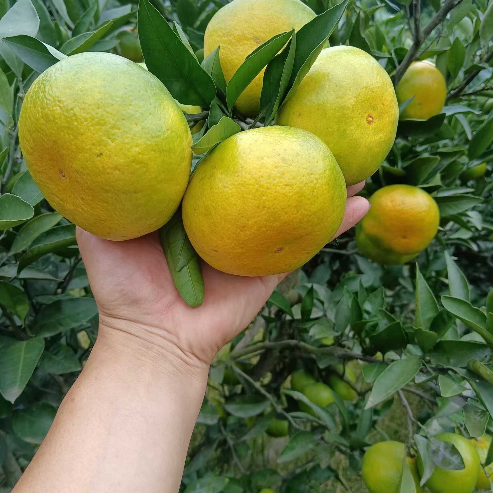 现摘头茬高山早熟无籽蜜橘薄皮橘子新鲜水果酸甜青皮桔子整箱