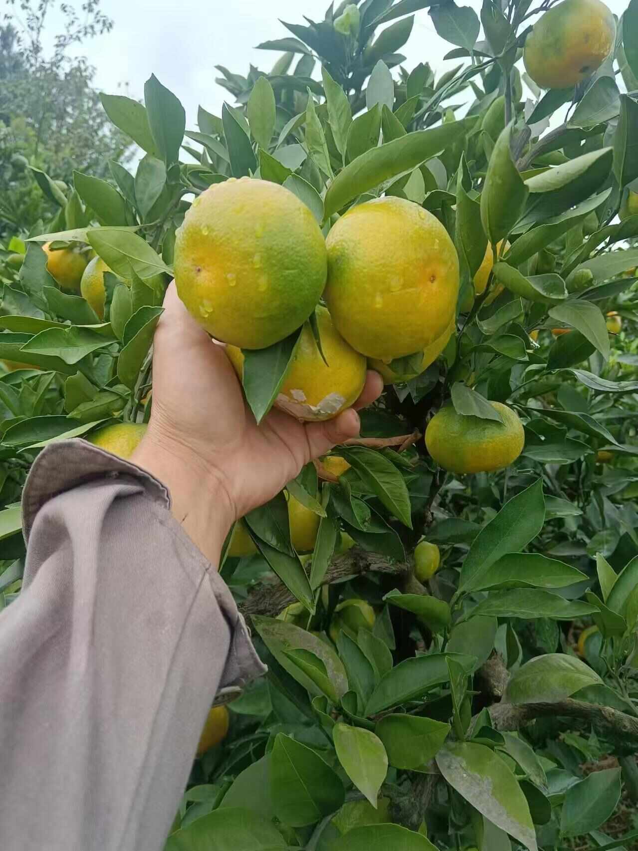 现摘头茬高山早熟无籽蜜橘薄皮橘子新鲜水果酸甜青皮桔子整箱