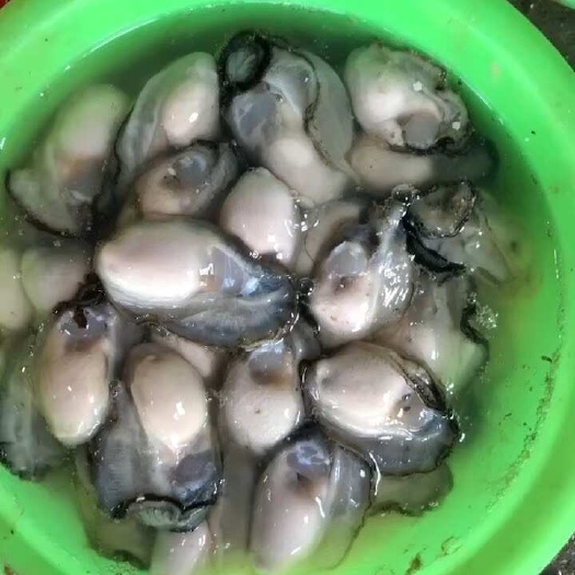 饶平县蚝肉蚝干