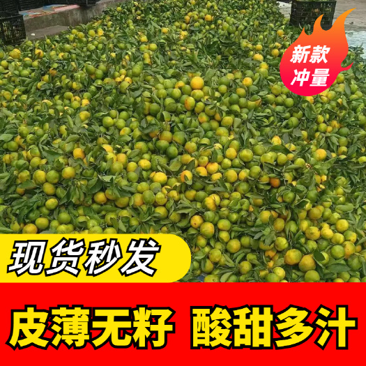 资阳【今日优选】新鲜蜜桔现摘青皮无籽柑橘子酸甜孕妇水果批发价