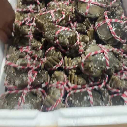 宝应县2～5母精品大闸蟹，可批发。
