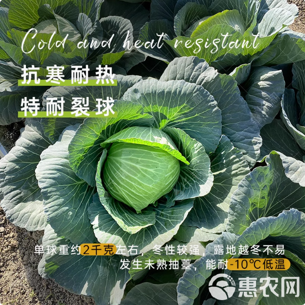 湖北农家自种蔬菜卷心菜大头菜新鲜包菜甘蓝露天农家菜园直发批发