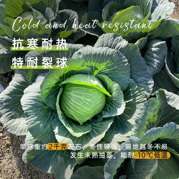 湖北农家自种蔬菜卷心菜大头菜新鲜包菜甘蓝露天农家菜园直发批发