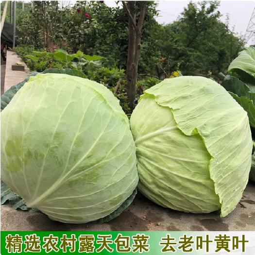 湖北农家自种蔬菜卷心菜大头菜新鲜包菜甘蓝露天农家菜园直发批发