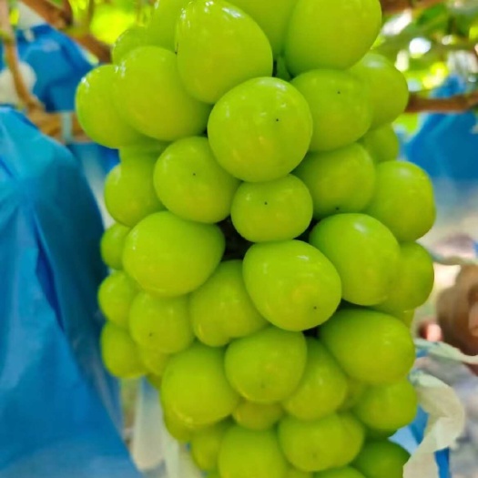 运城阳光玫瑰