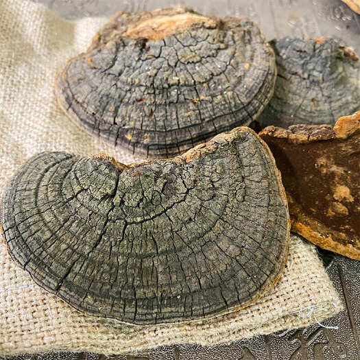 西藏桑树桑黄整朵黄菌种灵芝自治区黄孔菌500g大货批发多品种