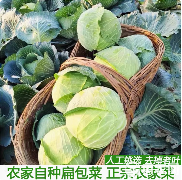 湖北农家自种蔬菜卷心菜大头菜新鲜包菜甘蓝露天农家菜园直发批发