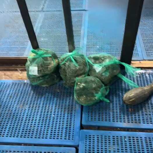 宝应县2～5母，大量有货，可代发