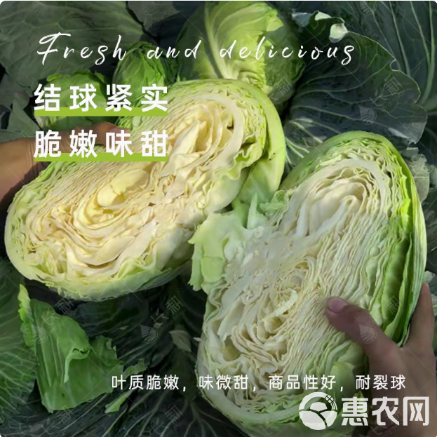 湖北农家自种蔬菜卷心菜大头菜新鲜包菜甘蓝露天农家菜园直发批发