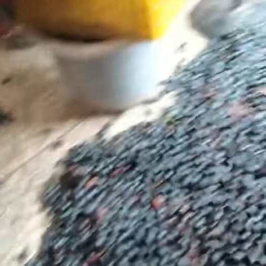藤县橄榄黑揽肉