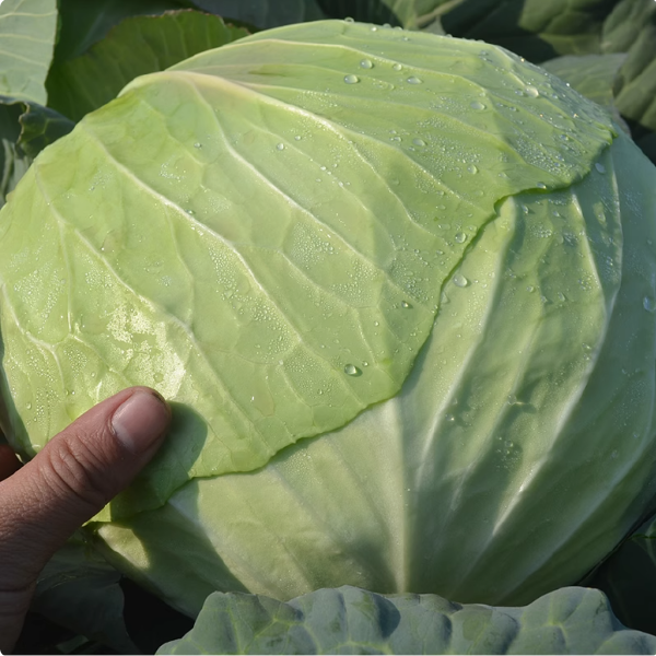 湖北农家自种蔬菜卷心菜大头菜新鲜包菜甘蓝露天农家菜园直发批发