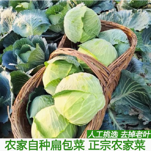 湖北农家自种蔬菜卷心菜大头菜新鲜包菜甘蓝露天农家菜园直发批发