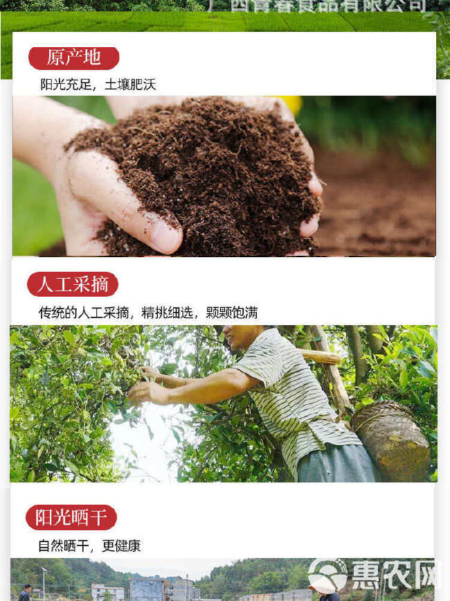 八角 Star Anise 香料出口 大红 春花 干支八角