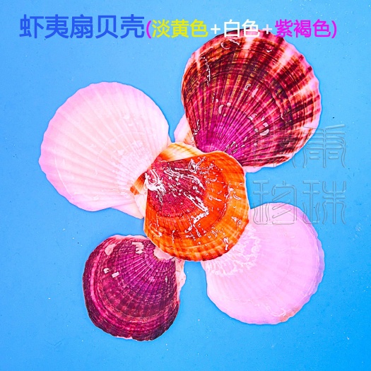 北海虾夷扇贝壳，虾贻贝壳夏威夷扇贝壳白扇贝壳彩色