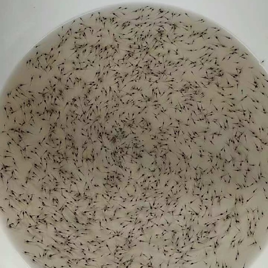 白虾苗