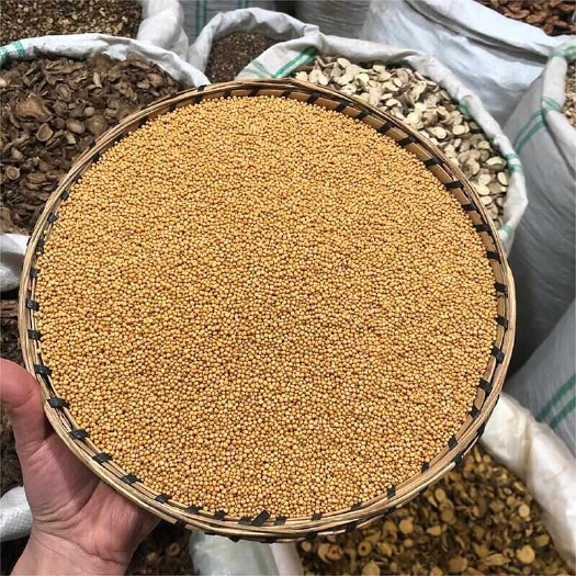 昆明白芥子 云南散装白介子 生晒芥菜籽 农家自采净货