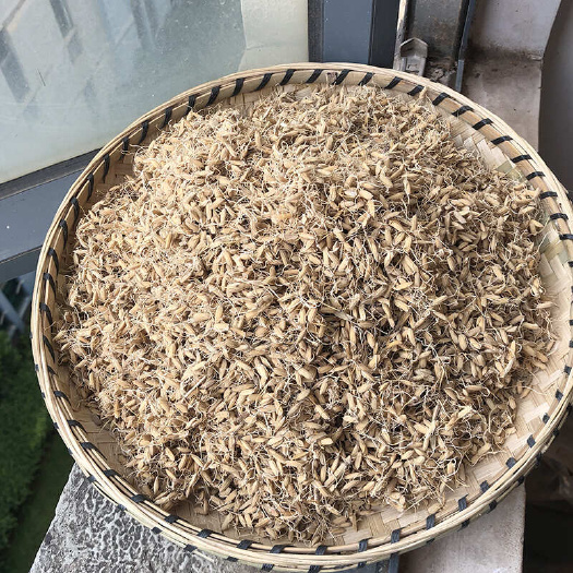 谷芽 炒谷芽 谷芽稻芽 精选优质当季新货