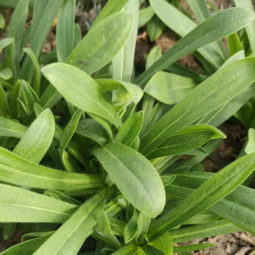 济南大叶面条菜种子批发 麦瓶草 野菜籽芽率高耐寒大田种植