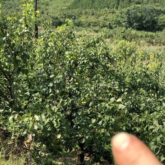 遵化市精品雪花梨、皮薄个大、又脆又甜
