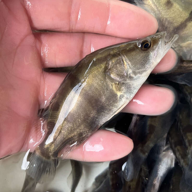 桂花鱼苗鳜鱼苗淡水鱼塘水库养殖精品凶猛肉食桂鱼苗鳌花鱼可专养