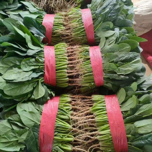 汝州市大叶菠菜，精品菠菜。